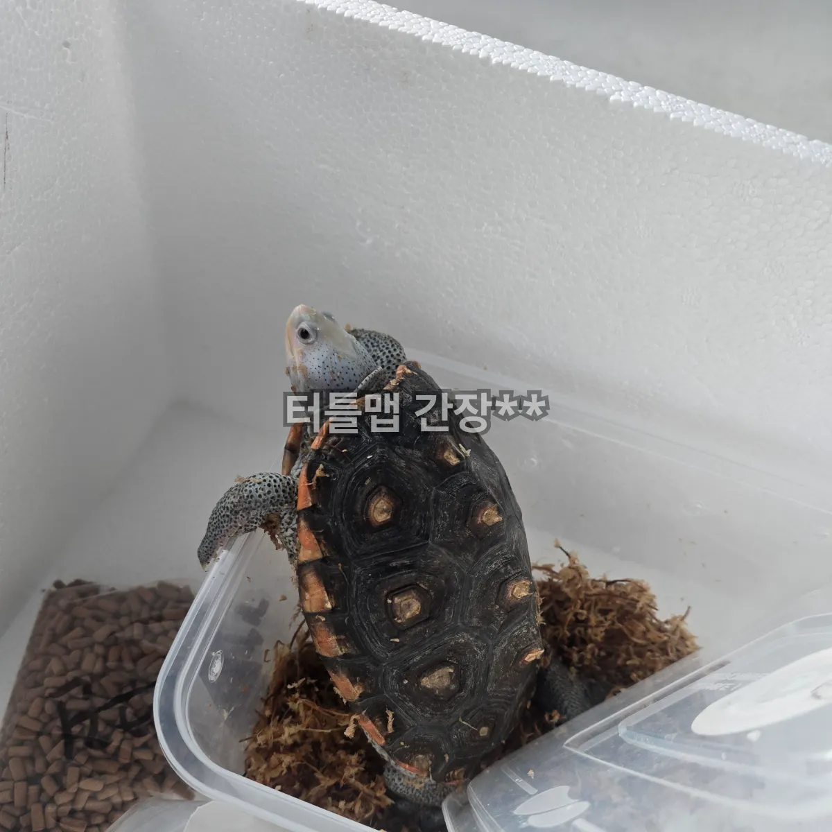 오네이트